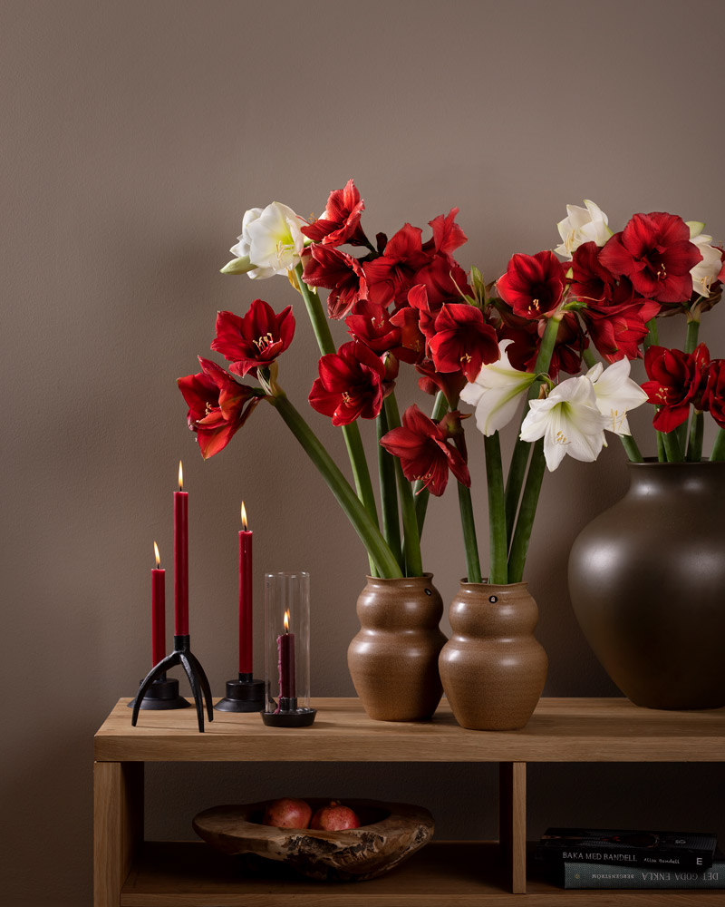Amaryllis-Blomfakta-Sk&ouml;tselr&aring;d-Snitt-Interflora.jpg